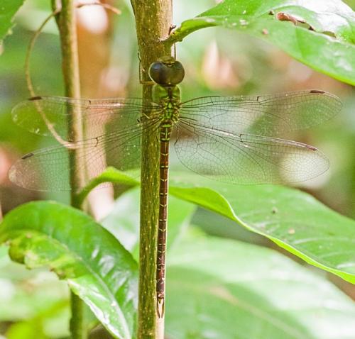 Réf. 208 938 : Triacanthagyna septima